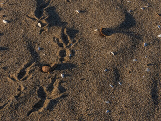 Fototapeta na wymiar walnut shells and bird tracks on a sandy beach on a sunny summer day