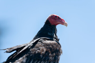The turkey vulture (Cathartes aura)