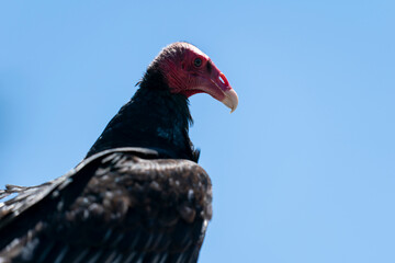 The turkey vulture (Cathartes aura)