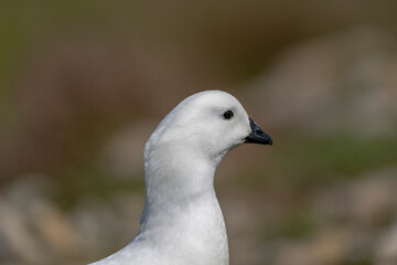 The Kelp Goose (Chloephaga hybrida) 