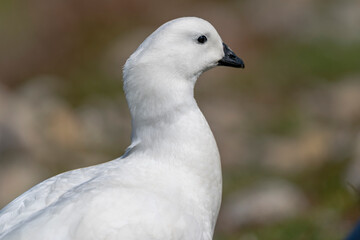 The Kelp Goose (Chloephaga hybrida) 