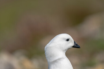 The Kelp Goose (Chloephaga hybrida) 