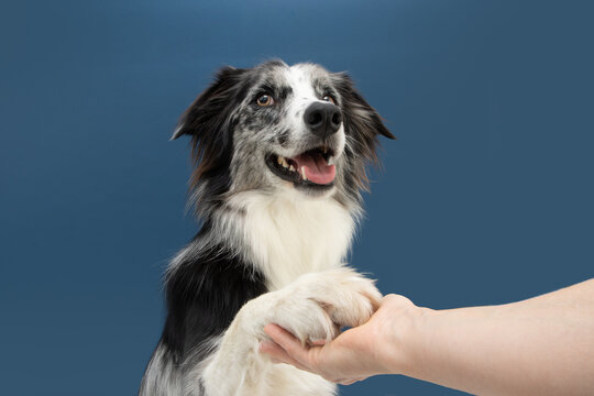 Portrait high five border collie dog trick. Obedience concept