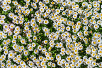The Common Daisy (bellis perennis) © Johannes Jensås