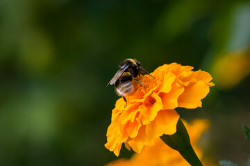 large bumblebee on an orange flower Tagetes, close-up, rear view. furry bumblebee on a calendula flower on a green blurred background. macro photo of nature, place for text, bokeh