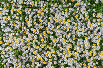 The Common Daisy (bellis perennis) © Johannes Jensås
