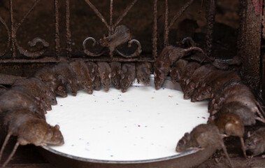 Holy rats drinking milk in the famous Indian Karni Mata temple, Deshnoke near Bikaner, Rajasthan state of India. It is also known as the Temple of Rats