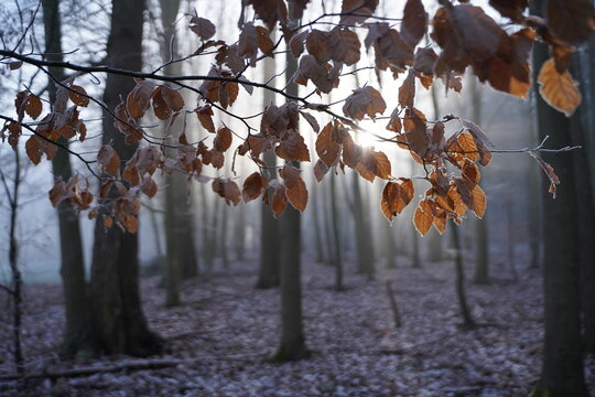 autumn in the forest with frozen leafs