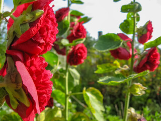 Beautiful red roses growing in garden in spring time