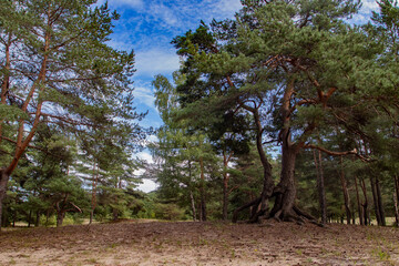 Fototapeta premium Greer pine tree forest on a sandy desert land under blue summer sky