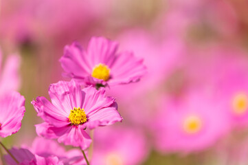 Obraz premium Pink cosmos flower blooming beautiful vivid natural summer in the garden,soft blur for background.