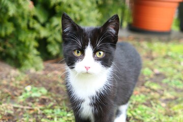 Naklejka na ściany i meble A black and white adult kitten stands in the backyard on the grass and looks