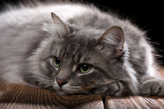 Beautiful purebred cat on a wooden table. Studio photo on a black background.