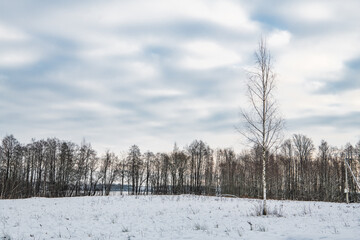 Birch grove on the edge of the field