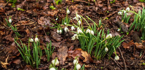 snowdrops