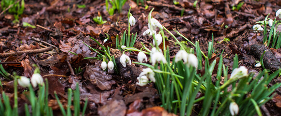 snowdrops