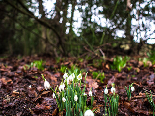 snowdrops