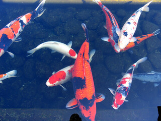 Koikarpfen in dem Becken eines Zuechters. Schleswig-Holstein, Deutschland, Europa  --  
Koi carp in...
