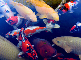 Koikarpfen in dem Becken eines Zuechters. Schleswig-Holstein, Deutschland, Europa  --  
Koi carp in...