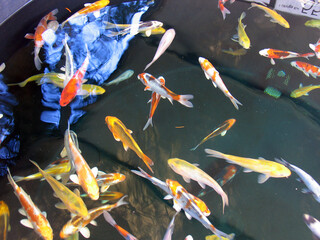 Koikarpfen in dem Becken eines Zuechters. Schleswig-Holstein, Deutschland, Europa  --  
Koi carp in...