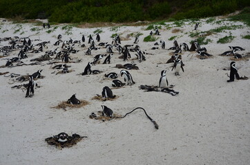 Pinguin-Kolonie auf Boulders Bay in Simons Town, Südafrika