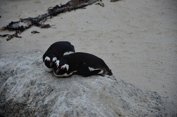Pinguin-Paar am Boulders Bay in Simons Town, Südafrika