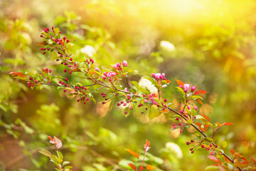 Pink apple tree flowers in the spring in the sunlight close-up.