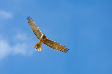 Eagle in the sky