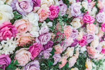 pink and white roses
