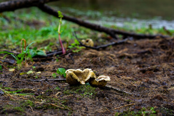 Mushroom near Ulla river, Galicia. Spain.
