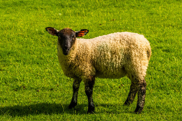 Obraz premium A black faced sheep in a summer pasture in Warwickshire, UK