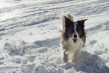 happy dog poses in the snow looking at the camera on a sunny day