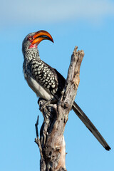 Southern yellow-billed hornbill  - Botswana
