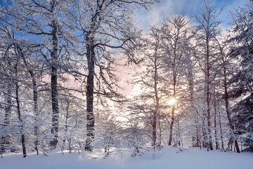 French winter landscapes. Panoramic view of mountain with snow covered trees. Vercors Regional Natural Park.