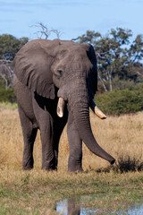 Fototapeta na wymiar African Elephant - Savuti region of Botswana - Africa