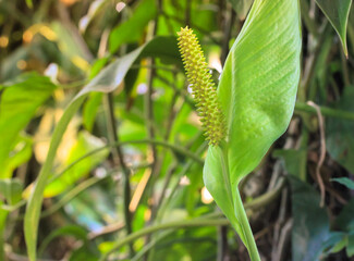 Green lily spathiphyllum flower close-up among the green foliage of tropical palms. Home and garden plant care. High quality photo