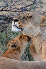 Lion cub and Lioness - Savuti region of Botswana - Africa