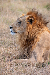 Obraz na płótnie Canvas Lion in the Savuti region of Botswana - Africa