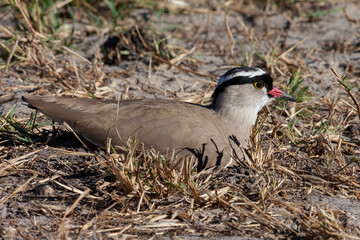 Crowned Lapwing in the Savuti region of  Botswana - Africa