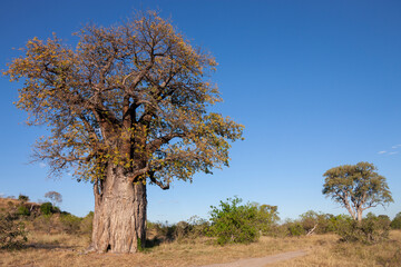 Fototapeta na wymiar African Baobab Tree - Botswana