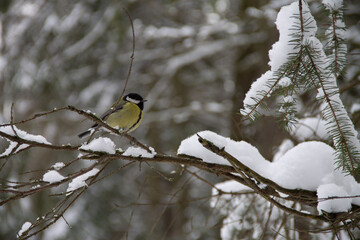 winter landscape forest bird blue bird sitting on a branch in the park