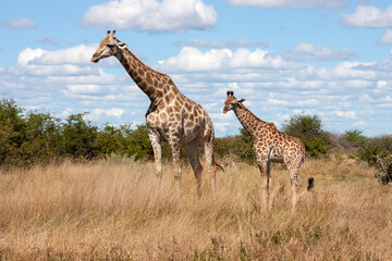 Naklejka na ściany i meble Giraffe in the Savuti region of Botswana - Africa