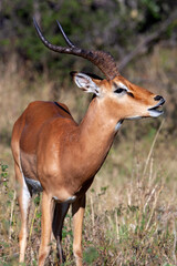Male Impala Antelope in the Savuti region of  Botswana, Africa.