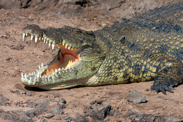 Nile crocodile - Chobe River in Botswana