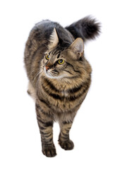 Fototapeta premium Isolated studio shot of a beautiful grey cat with white background standing and looking to the side.