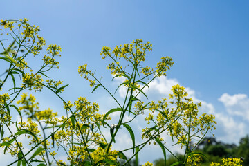 Bottom view of a clear blue sky with light clouds through yellow meadow flowers on. Summer day. Natural background