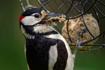 Fototapeta premium Buntspecht am Meisenknödel