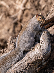 gray squirrel on a tree 
