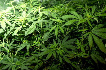 Details of several medicinal marihuana plants inside a special cupboard for cultivation.