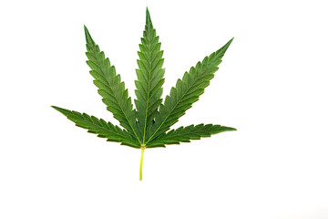 A medical marihuana leaf on a white background.